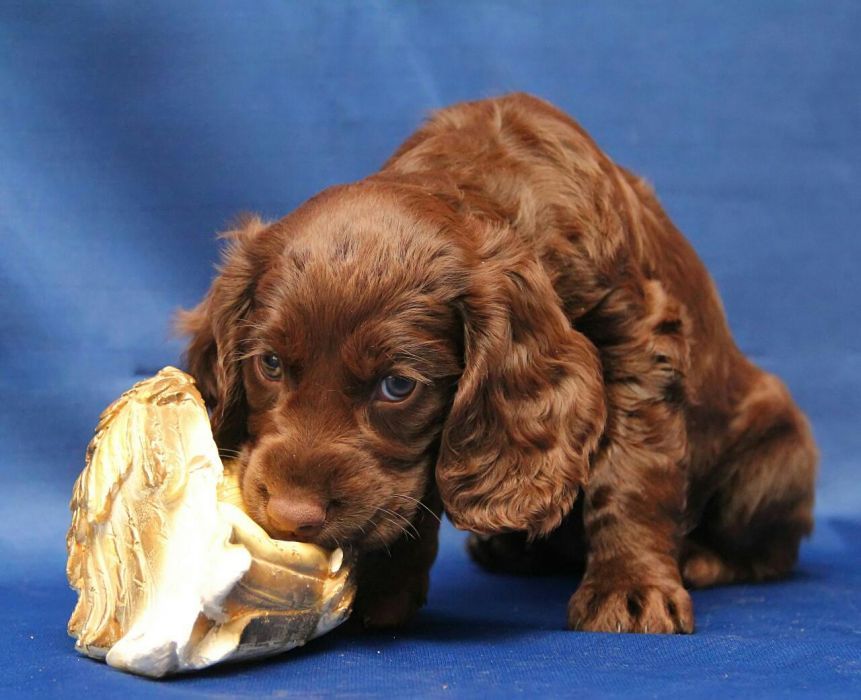 Коричневый спаниель фото Коричневый спаниель фото