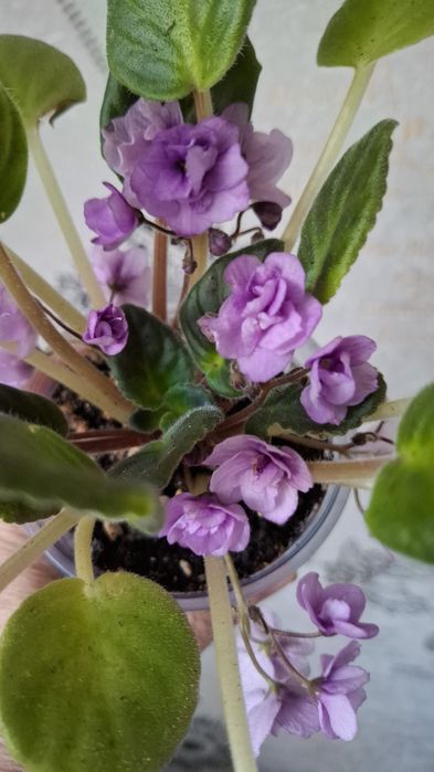 Комнатные цветы.