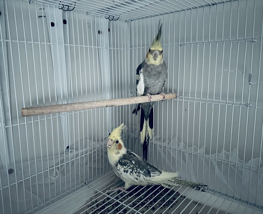 Продаю пару папугаев