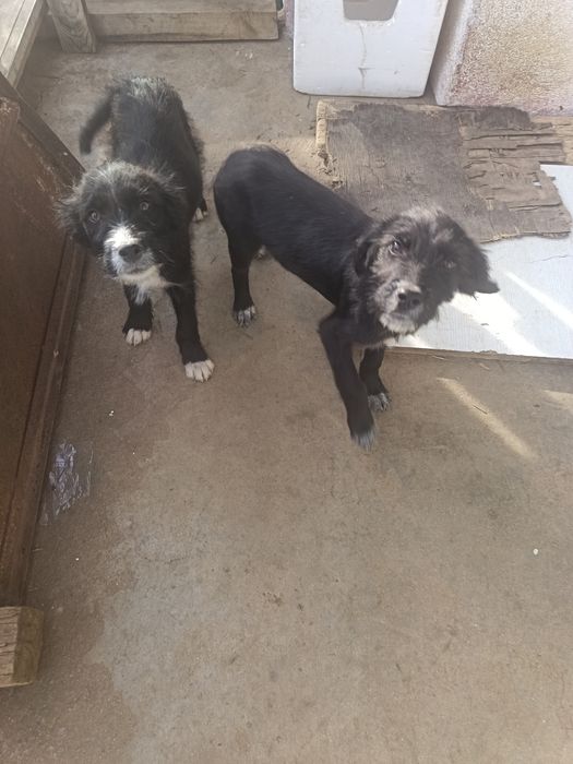 Двама братя сладури търсят нов дом