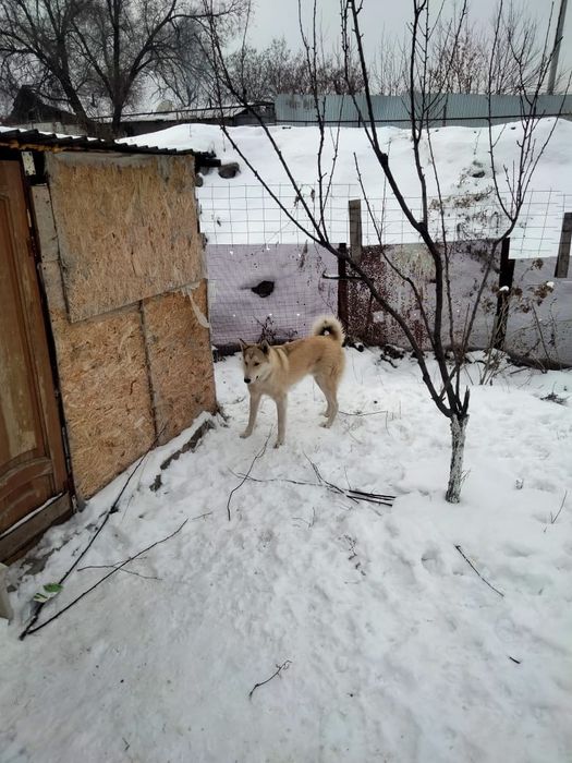 Чистокровные щенки лаек