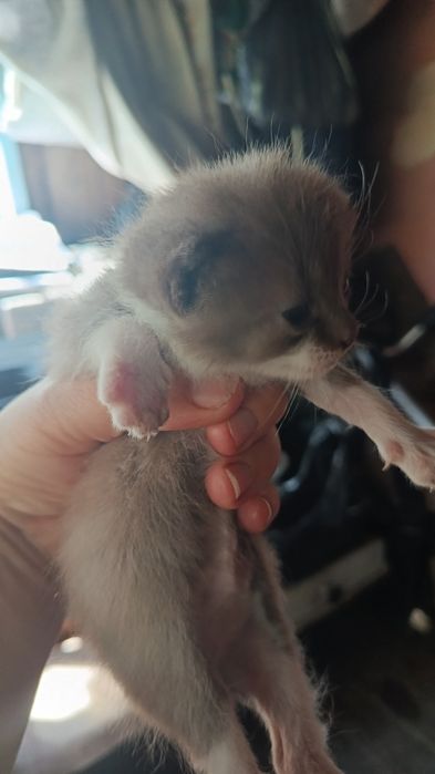 Отдам веслоухих котят