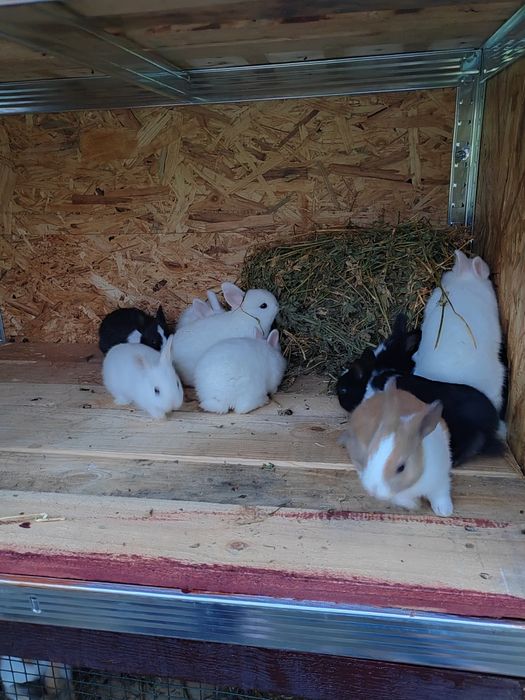 Iepurași pitici pufoși sau cu păr scurt