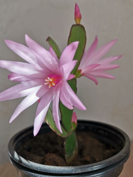 Продается рипсалидопсис пасхальник розовый