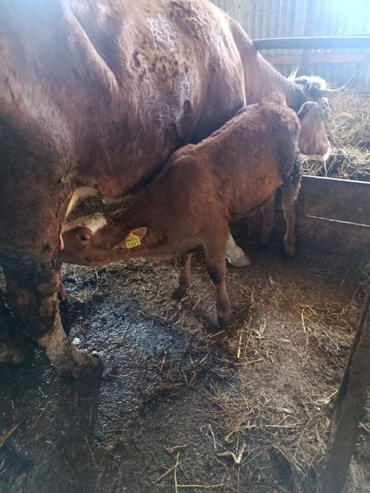 Vând vitea de 1 luna jum