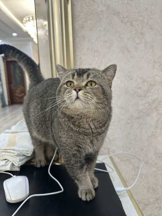 Продаётся красавчик шиншилла