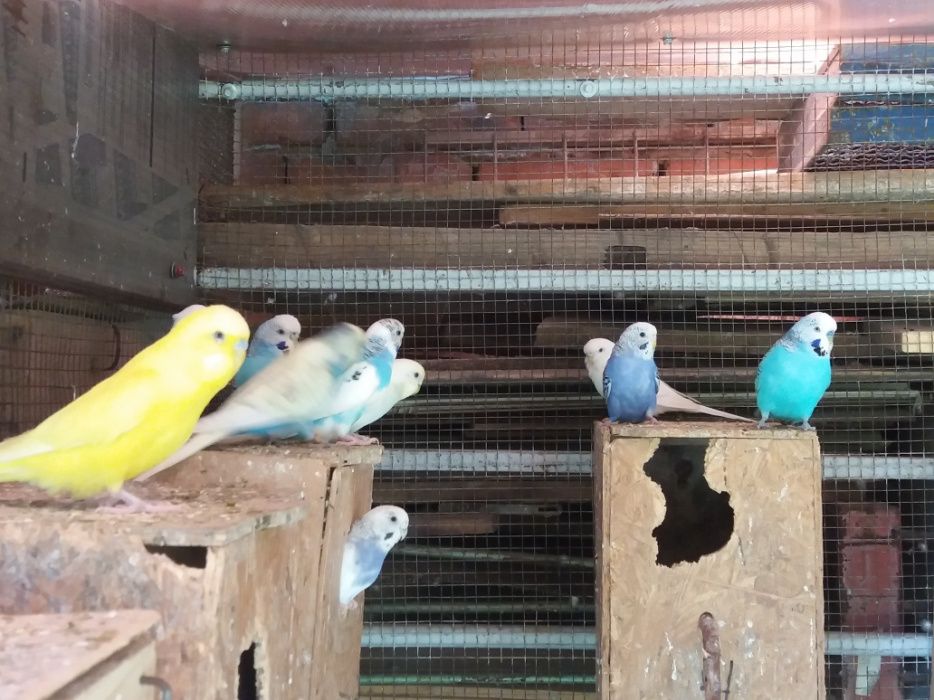 Vand papagali Perusi