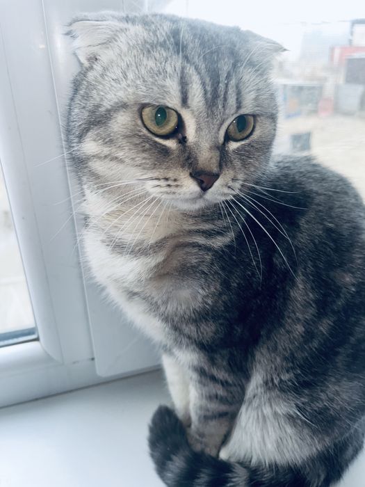 Кот ұл мысық послушный