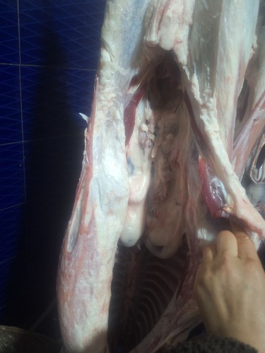 Ет сатамыз Қой еті