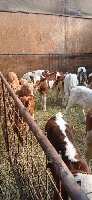 Vând vitei 2-8 saptamani