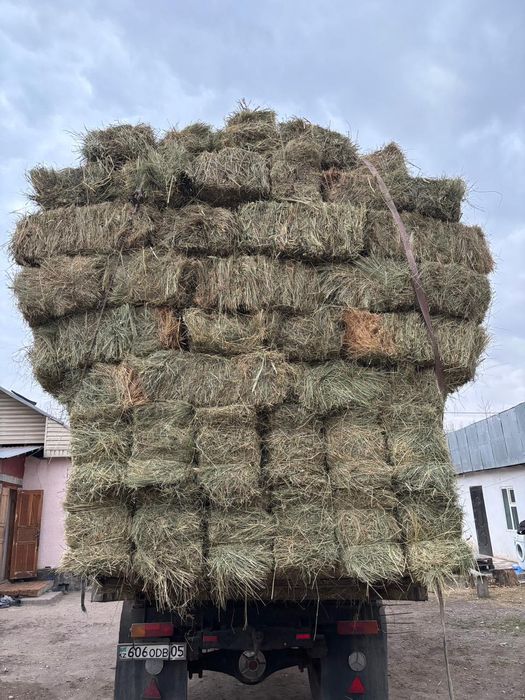 Шоп сатылады (сено садовая)