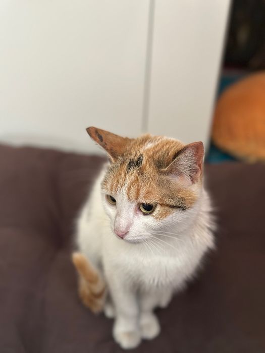 Женско кастрирано коте търси дом