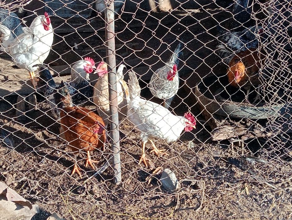 Оптом продам петушков