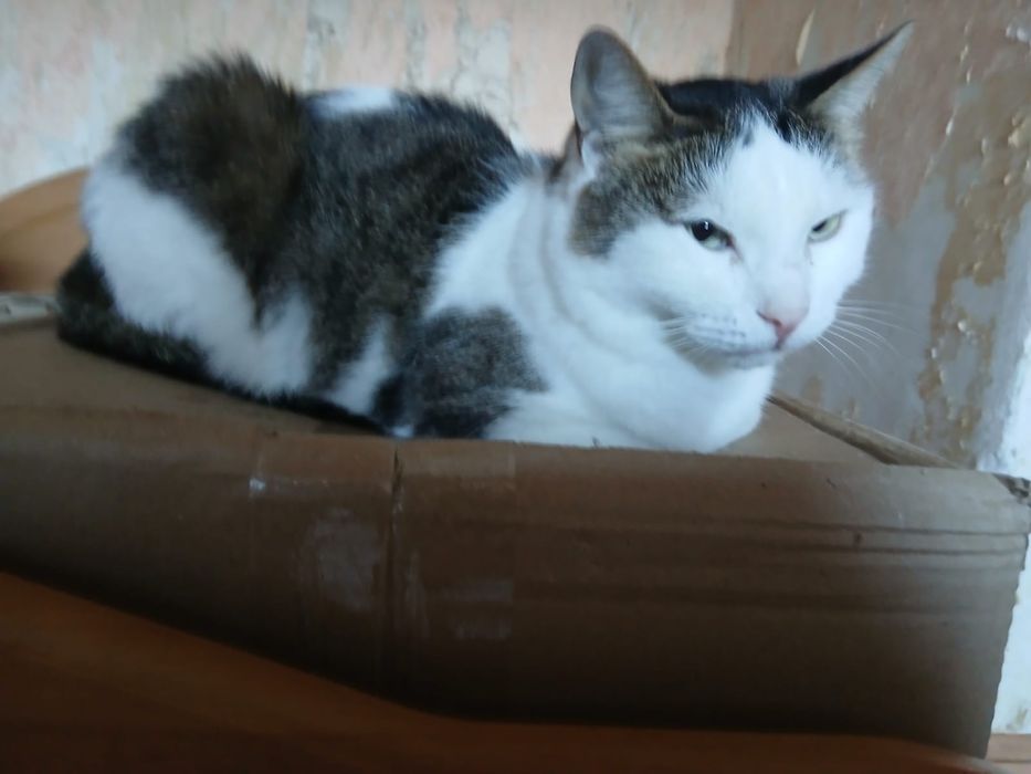 Отдам котика Штефана