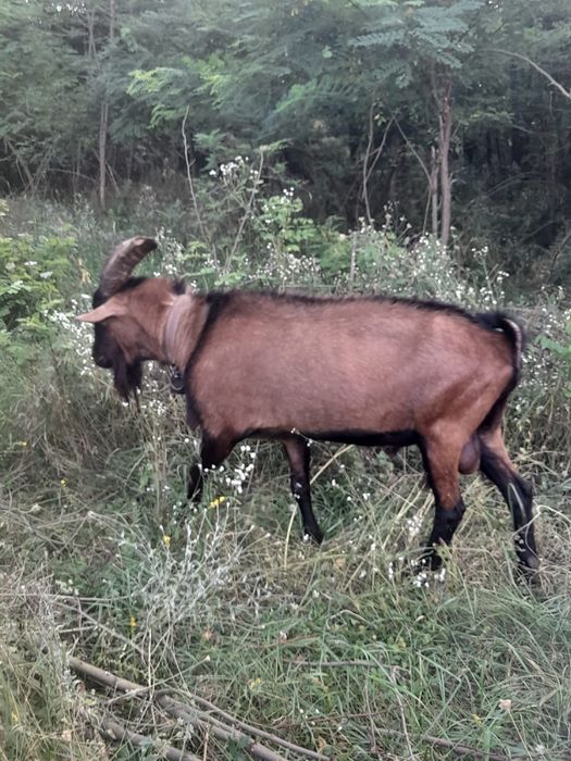 Țap alpin francez