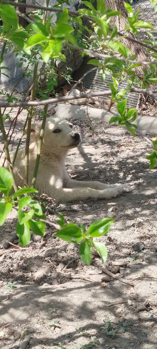 Щенок Лайки бесплатно.
