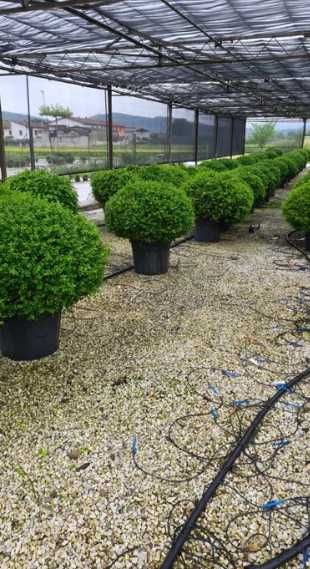 Plante Ornamentale pentru Design Peisagistic Profesional