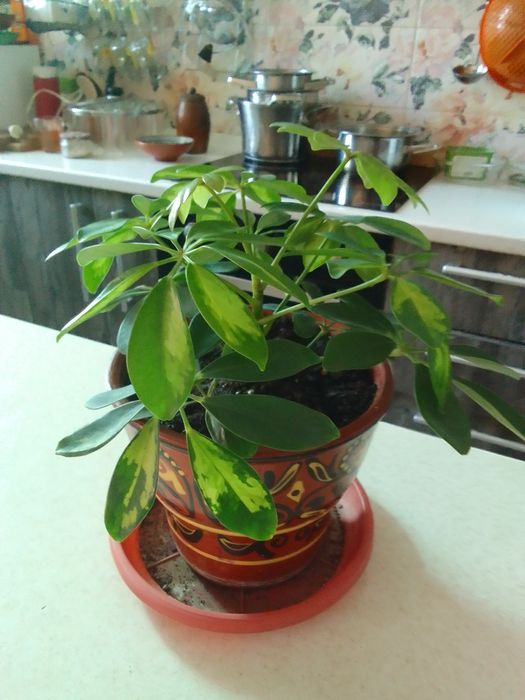 Цветы в горшках.