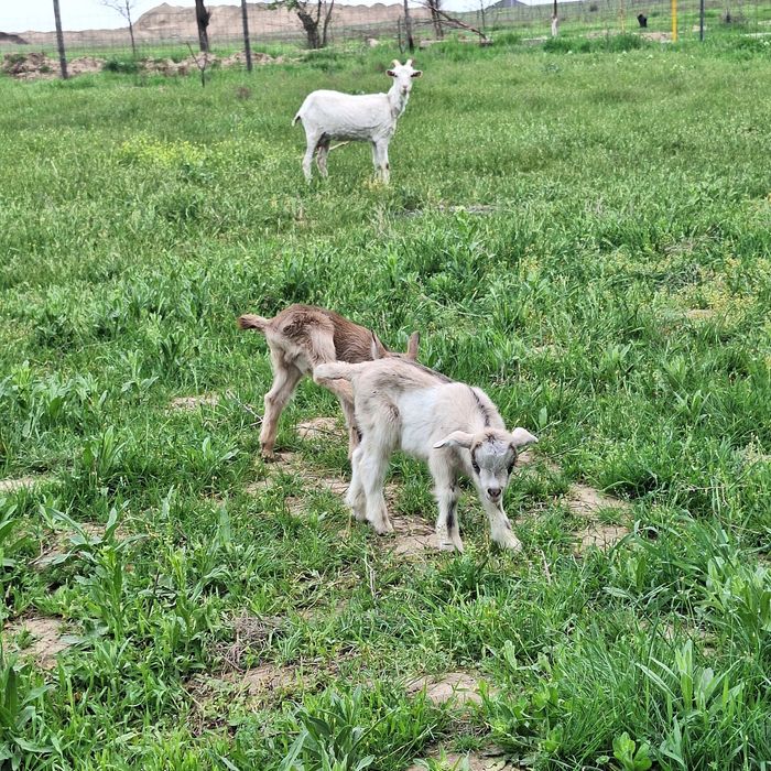 Ешкі Козлята,лақ