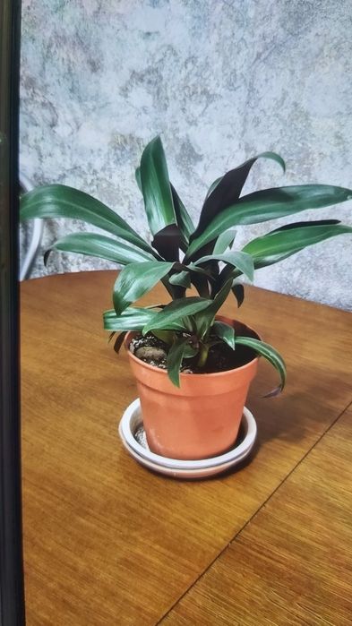 Домашние цветы 1000