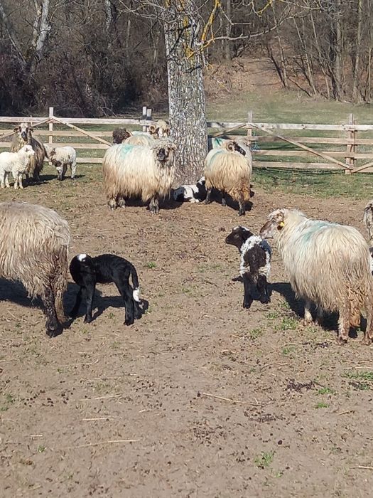 Oi cu miei noatine și berbeci 550