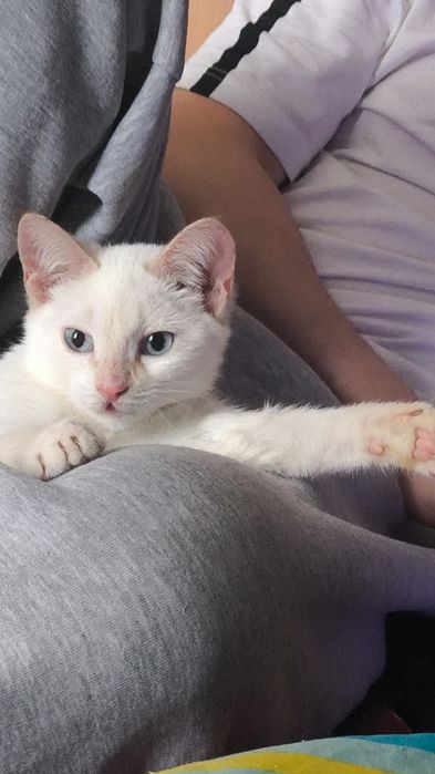 отдам котика мальчика