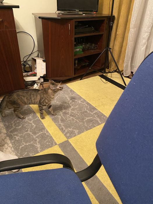 Pisica spre adoptie