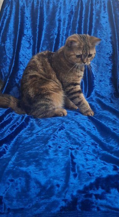 Котята Продам девочку шотландскую скотиш страйт,
