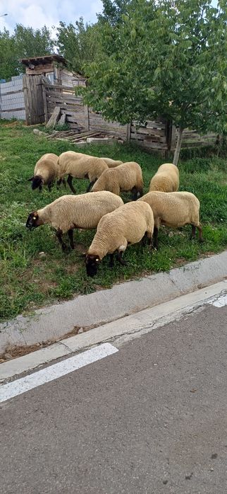 Oi suffolk de vanzare