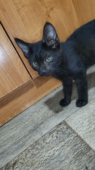 Отдам кота в хорошие руки