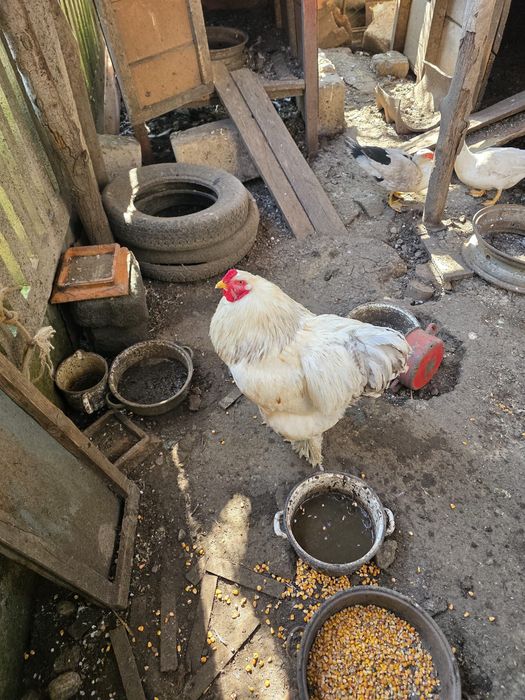 Cocoș Brahma și Kabir și găini