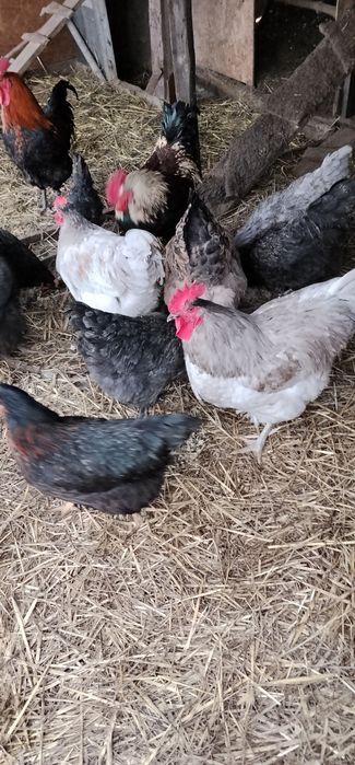 Cocoși de vânzare sau schimb