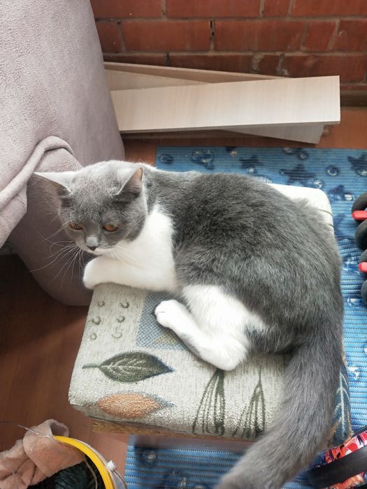 кошка в добрые ручки