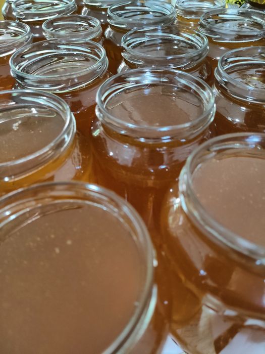 Miere poliflora, rapiță