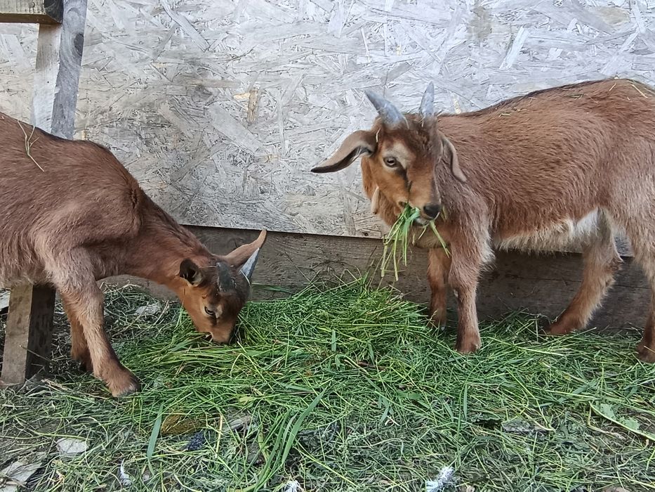 Se vând doi ieduți