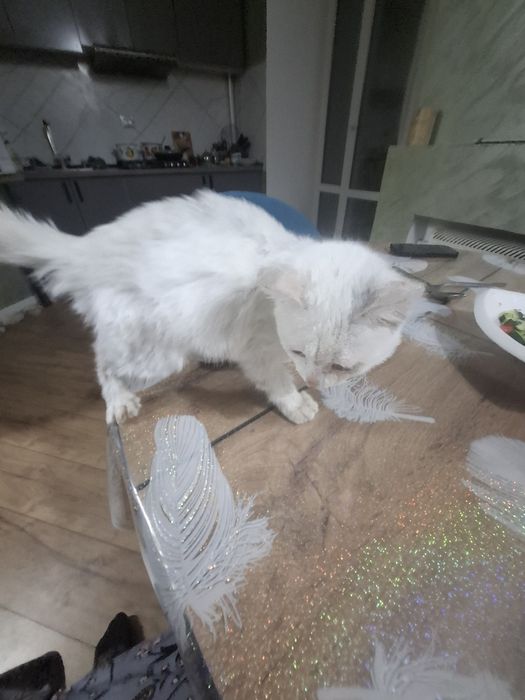Отдам даром котенка актобе