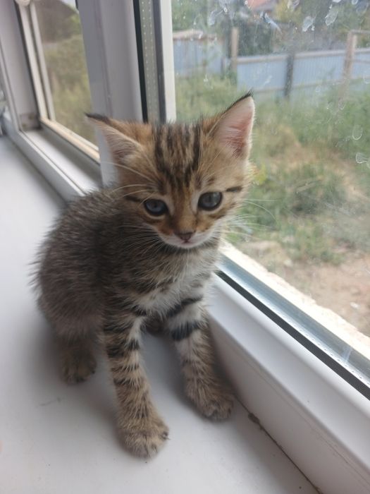 Отдам котят в хорошие руки