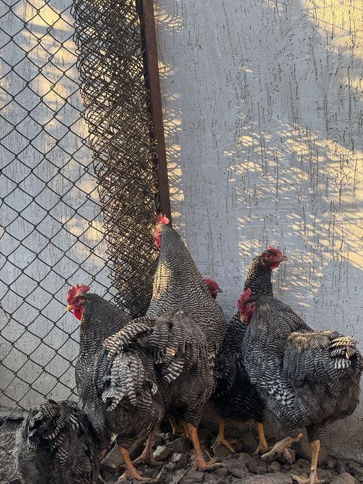 Куры Плимутрок жас қораздар