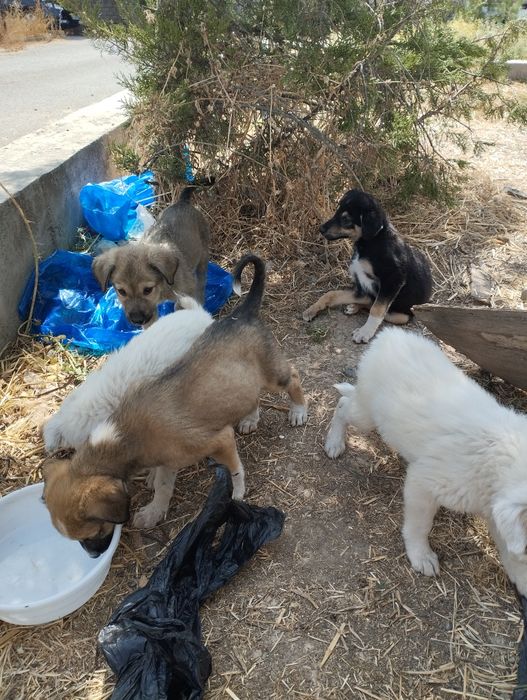 Бесплатно! Щенята