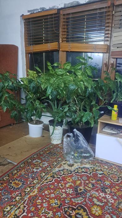 Цветы для уюта вашего дома