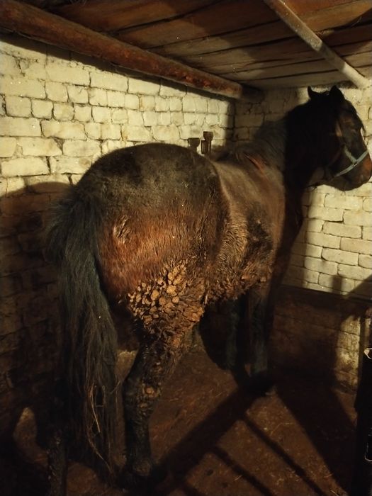 Жемделген Еркек құнаншығар сатылады