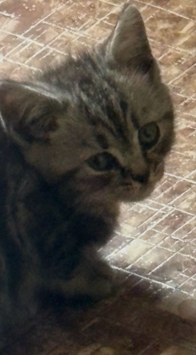Котенок шотландский вислоухий,