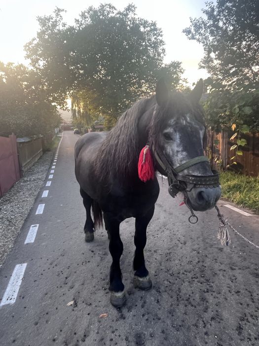 vand manz de 3 anii!!! sur invațat la ulube! (0758) 150 440