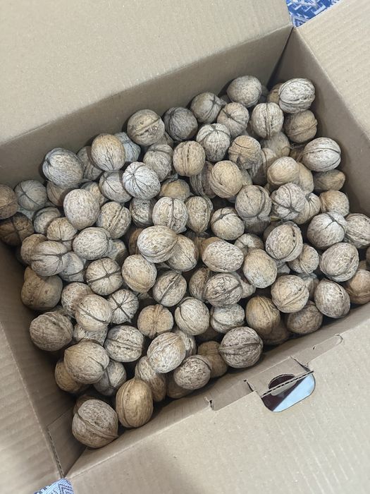 Грецкие    орехи