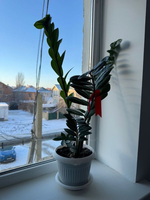 Долларовое дерево