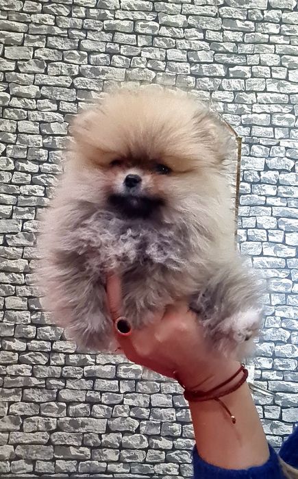 Померан мини женско