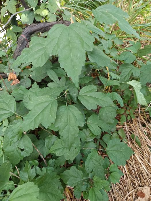 Hibiscus , flori de gradina gratuit