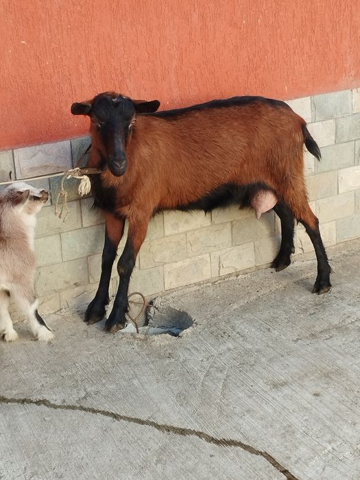 Capra alpina franceză la prima fatare