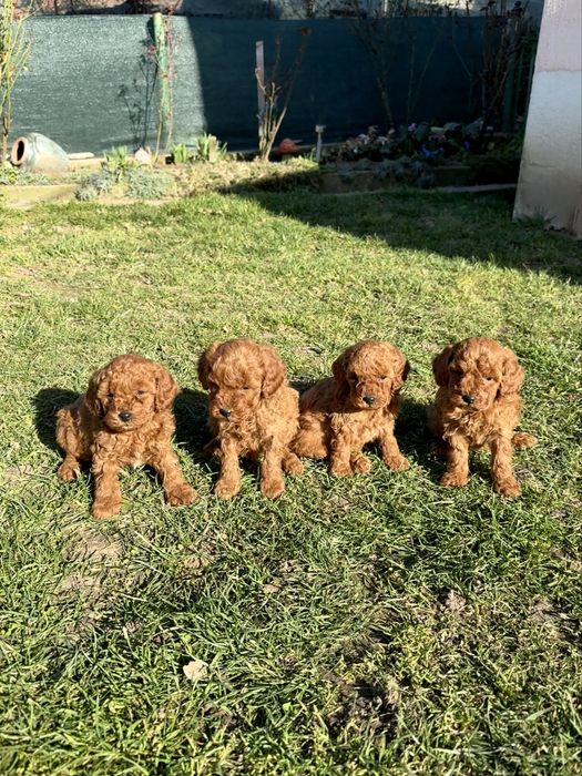 Пудел той/мини  Puddle toy/mini момчета и момиче със втора ваксина