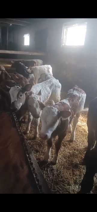 Vand Vitei intarcati si semi-intarcati